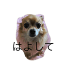 愛犬スタイル（個別スタンプ：4）