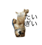 愛犬スタイル（個別スタンプ：5）