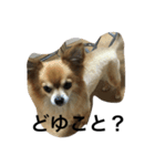 愛犬スタイル（個別スタンプ：6）