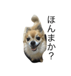 愛犬スタイル（個別スタンプ：8）