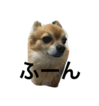 愛犬スタイル（個別スタンプ：9）