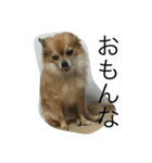 愛犬スタイル（個別スタンプ：10）