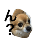 愛犬スタイル（個別スタンプ：12）