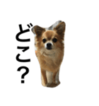 愛犬スタイル（個別スタンプ：14）
