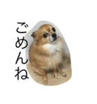 愛犬スタイル（個別スタンプ：15）