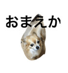 愛犬スタイル（個別スタンプ：16）