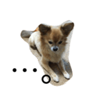 愛犬スタイル（個別スタンプ：17）