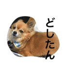 愛犬スタイル（個別スタンプ：18）