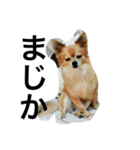 愛犬スタイル（個別スタンプ：19）
