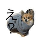 愛犬スタイル（個別スタンプ：20）