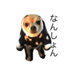 愛犬スタイル（個別スタンプ：21）