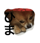 愛犬スタイル（個別スタンプ：22）