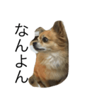 愛犬スタイル（個別スタンプ：23）
