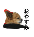 愛犬スタイル（個別スタンプ：24）