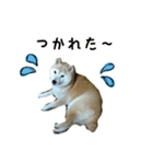 うちんちのさくら2（個別スタンプ：3）