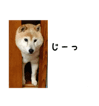 うちんちのさくら2（個別スタンプ：6）