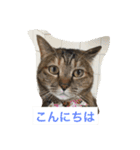 我が家の8ニャンコズ ごあいさつ（個別スタンプ：2）