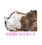 我が家の8ニャンコズ ごあいさつ（個別スタンプ：3）