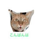 我が家の8ニャンコズ ごあいさつ（個別スタンプ：4）