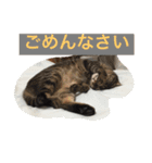 我が家の8ニャンコズ ごあいさつ（個別スタンプ：6）
