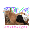 我が家の8ニャンコズ ごあいさつ（個別スタンプ：7）