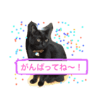 我が家の8ニャンコズ ごあいさつ（個別スタンプ：8）
