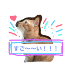 我が家の8ニャンコズ ごあいさつ（個別スタンプ：9）