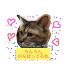 我が家の8ニャンコズ ごあいさつ（個別スタンプ：10）