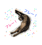 我が家の8ニャンコズ ごあいさつ（個別スタンプ：11）