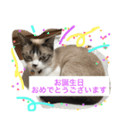 我が家の8ニャンコズ ごあいさつ（個別スタンプ：12）