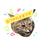 我が家の8ニャンコズ ごあいさつ（個別スタンプ：13）