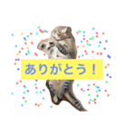 我が家の8ニャンコズ ごあいさつ（個別スタンプ：16）