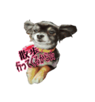 みやさんチビーず☆（個別スタンプ：11）