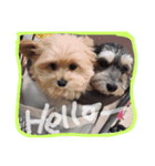 なかよしミックス犬（個別スタンプ：5）