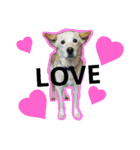 loveche No.1（個別スタンプ：2）