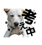 loveche No.1（個別スタンプ：13）
