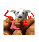 loveche No.1（個別スタンプ：17）