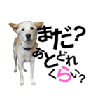 loveche No.1（個別スタンプ：27）