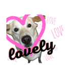 loveche No.1（個別スタンプ：36）