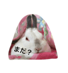 kawaii usagichan（個別スタンプ：4）