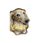 うちのぷ〜ちゃん♡（個別スタンプ：6）