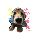 うちのぷ〜ちゃん♡（個別スタンプ：11）