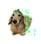 うちのぷ〜ちゃん♡（個別スタンプ：13）