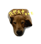 うちのぷ〜ちゃん♡（個別スタンプ：16）