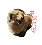 うちのぷ〜ちゃん♡（個別スタンプ：19）