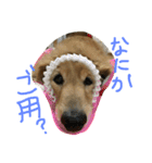 うちのぷ〜ちゃん♡（個別スタンプ：22）