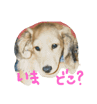 うちのぷ〜ちゃん♡（個別スタンプ：24）
