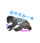 モップ犬ムッチー（個別スタンプ：1）