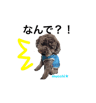 モップ犬ムッチー（個別スタンプ：3）