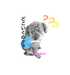 モップ犬ムッチー（個別スタンプ：4）